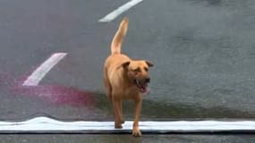 Un chien franchit la ligne de la 2e étape du Tour de Colombie féminin, le 11 juin 2025.