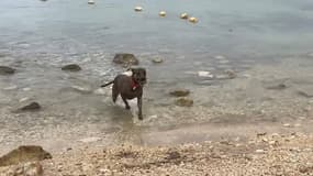 La mairie défend son arrêté et estime qu'il n'y a pas de nuisances suffisantes pour priver les chiens de cet espace.