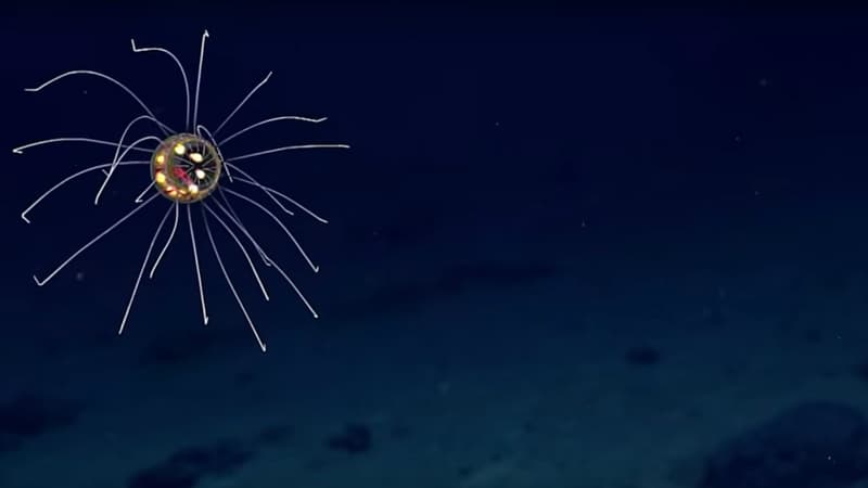 La fosse des Mariannes se situe au large des Îles Mariannes, dans la partie nord de l'océan Pacifique.