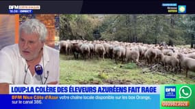 Loup: le éleveurs azuréens en colère