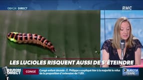 Objectif Terre : Les lucioles risquent aussi de s'éteindre - 05/02