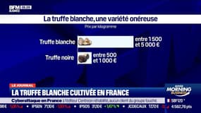 La truffe blanche cultivée en France