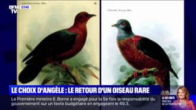 Le choix d'Angèle - Une espèce d'oiseau que l'on croyait éteinte depuis plus d'un siècle aperçue en Papouasie-Nouvelle-Guinée
