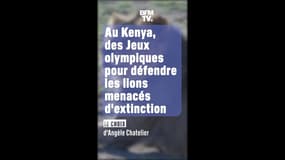 Le choix d'Angèle Chatelier - Au Kenya, des Jeux olympiques pour défendre les lions, menacés d'extinction