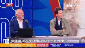 Les chats et les chiens, un fléau pour l'environnement?