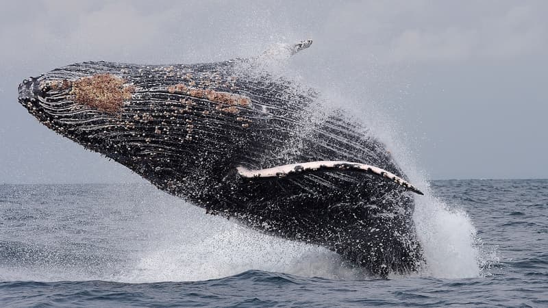 Selon l'étude, le réchauffement climatique pourrait même avoir été "accéléré par la terrible élminiation des baleines au 20e siècle".