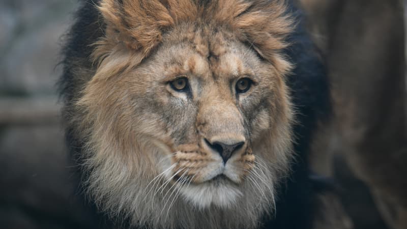 Un lion d'Afrique au zoo d'Ekaterinbourg, en Russie, le 16 juin 2018. (Photo d'illustration)