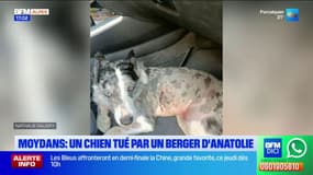 Moydans: un chien tué par un berger d'Anatolie, la propriétaire accuse un éleveur