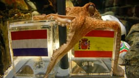 Paul le poulpe avait pronostiqué avec succès la victoire de l'Espagne face aux Pays-Bas en finale du Mondial 2010