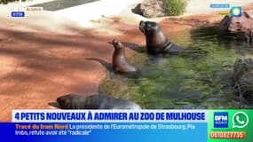 Mulhouse: quatre nouveaux pensionnaires à admirer au zoo