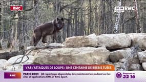 Attaque de loups dans le Var: une centaine de brebis tuées