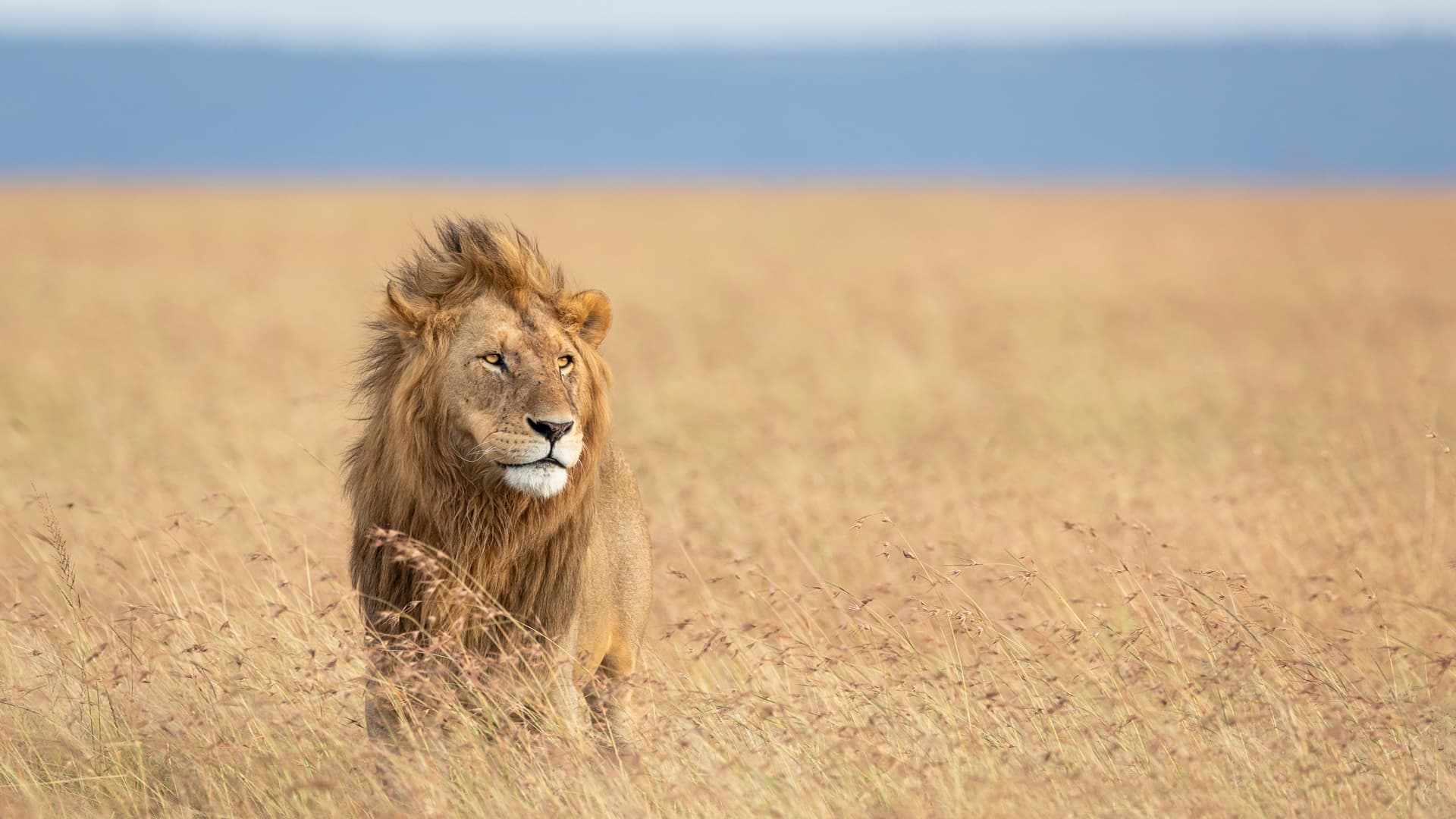Voici un lion photographié par le couple au Kenya.