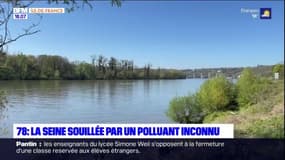 Yvelines: la Seine souillée par un polluant inconnu