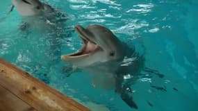 Une intelligence artificielle pour comprendre le langage des dauphins