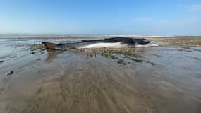 Deux cétacés se sont échoués en deux jours sur le littoral de Seine-Maritime.