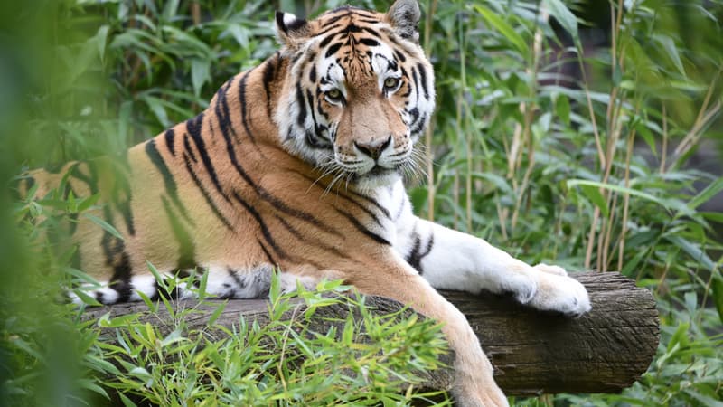 Tigre dans son milieu naturel.