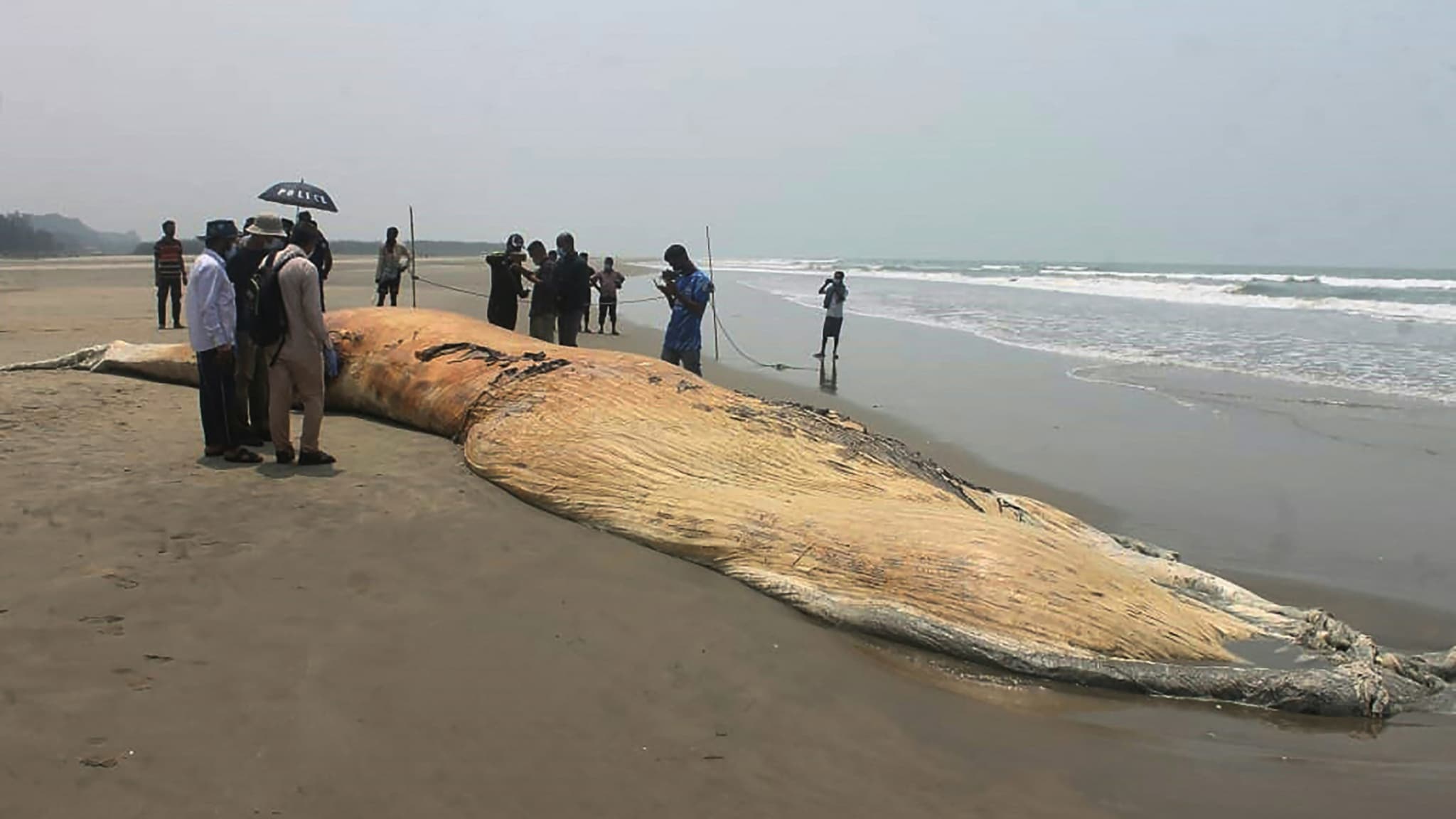 Une baleine échouée sur une plage de Cox's Bazar au Bangladesh, le 10 avril 2021