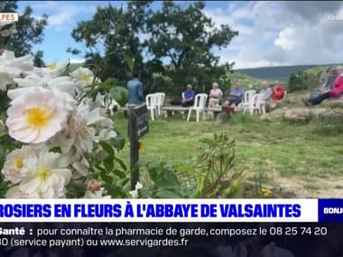 Alpes-de-Haute-Provence: les rosiers en fleurs à l'abbaye de Valsaintes