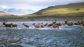 Des caribous traversant une rivière, l'une des images de Gary Braasch pour l'ONG National Wildlife Federation.