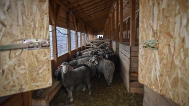 Les moutons