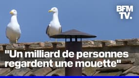"Habemus mouette": Un volatile devient la star du conclave sur les réseaux sociaux