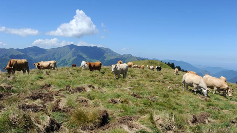 Hautes-Pyrénées: une randonneuse légèrement blessée après la charge d'une vache
