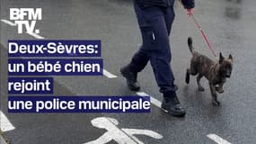 TANGUY DE BFM - Un bébé chien (très mignon) rejoint une police municipale