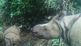 Deux bébés rhinocéros de Java, espèce très rare en voie d'extinction, ont été repérés dans un parc indonésien