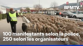 Colère agricole: des centaines de moutons lâchés sur le parking d'un supermarché à Aubagne