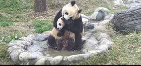 Quand un panda ne veut pas prendre son bain 