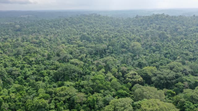 Une forêt