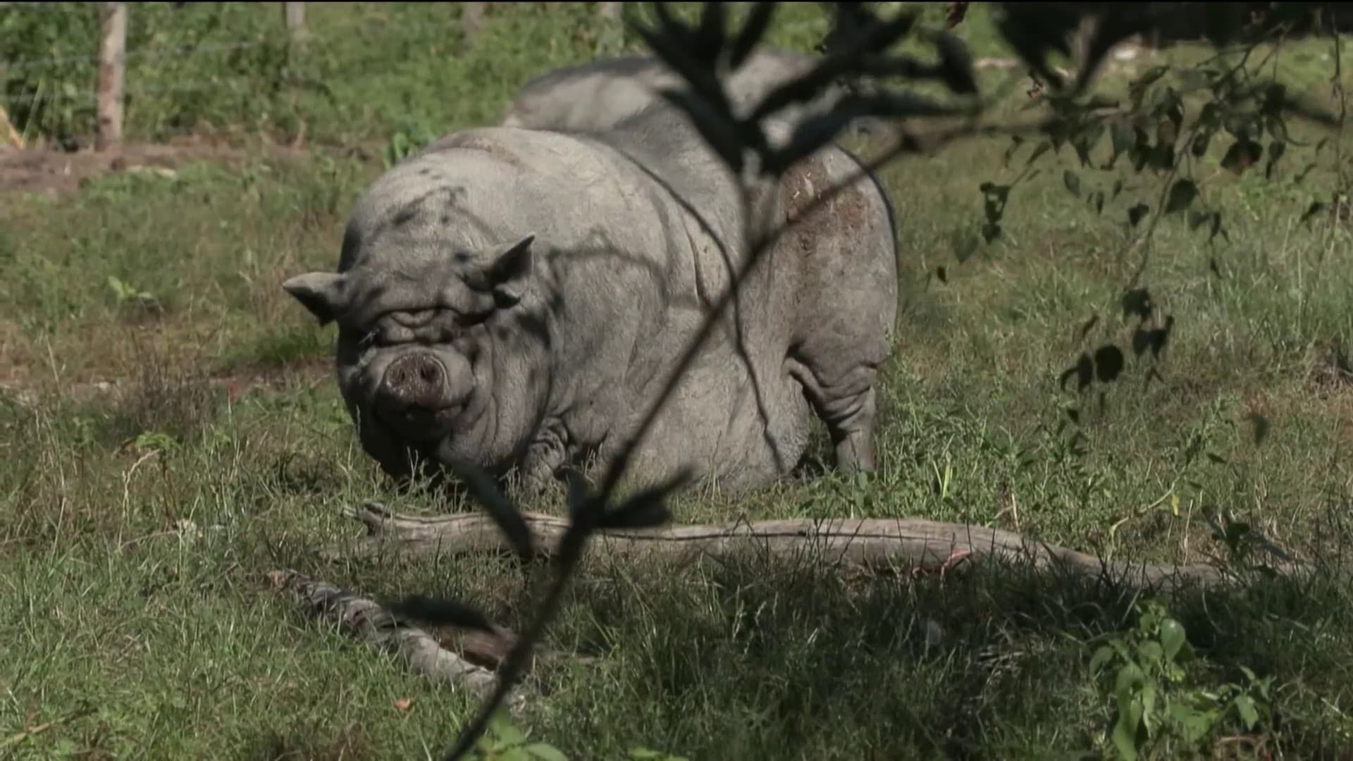 Cochon recueilli à La ferme des oliviers dans le Loir-et-Cher.