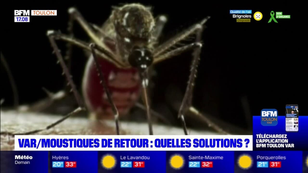 var-quelles-solutions-pour-lutter-contre-les-moustiques