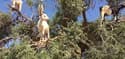 Des chèvres perchées dans un arbre au Maroc