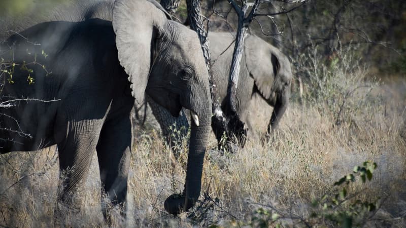 La Namibie vendra notamment 28 éléphants