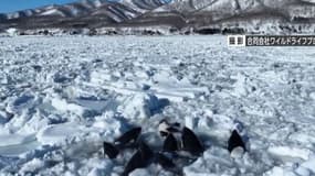 Vidéo partagée par la chaîne de télévision japonaise NHK montrant des orques coincés par de la glace au large de l'île d'Hokkaidō le 6 février 2024