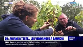 Ariane a testé les vendanges à Sannois !