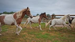 Des chevaux s'ébattent dans un enclos, le 9 septembre 2021