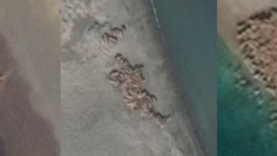Exemples de photos satellite de morses sur la plateforme dédiée à leur recherche