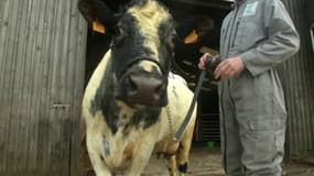 Ce sera elle la star cette année ! Voici Imminence, la vache égérie du salon de l'Agriculture 