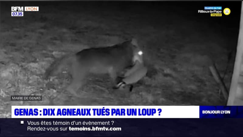 Genas: dix agneaux tués par un loup?