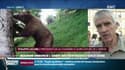 Vers l'arrêt des réintroduction d'ours dans les Pyrénées: "L'ours remet en cause tout un équilibre" dénonce le président de la chambre d'agriculture de l'Ariège