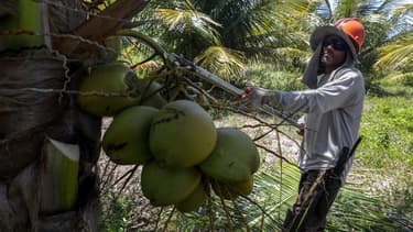 En 2015, les 1,9 milliard de noix cueillies au Brésil ont généré 2,7 millions de tonnes de résidus.