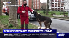 Une nouvelle expérimentation de chiens renifleurs pour détecter le Covid-19