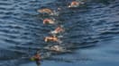 Les nageuses du 10km eau libre dans la Seine lors des JO de Paris 2024, le 8 août 2024