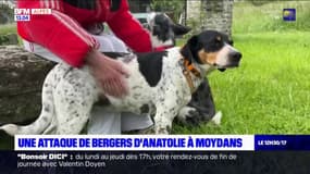 Hautes-Alpes: deux chiens attaqués par des bergers d'Anatolie à Moydans