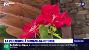 Alpes-de-Haute-Provence: un jardin de rose à découvrir à Simiane-la-Rotonde