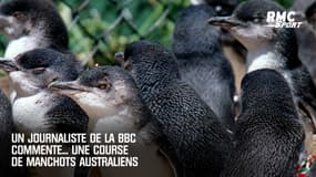 Insolite : un journaliste de la BBC commente... une parade de manchots australiens