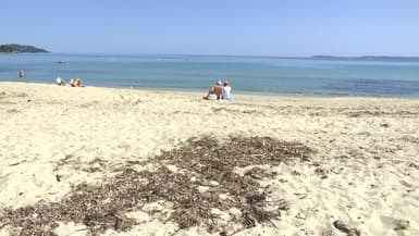 Sur la plage du Lavandou (Var), connu pour ses kilomètres de sable fin typique de la Côte d'Azur, les élus locaux ont décidé de ne plus retirer la posidonie