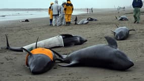 Une centaine de dauphins retrouvés échoués sur une plage au Japon
